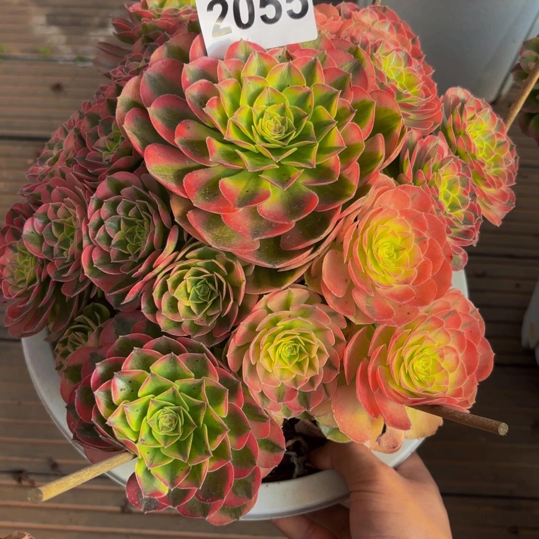 C***•2055多肉植物雨荷法师
