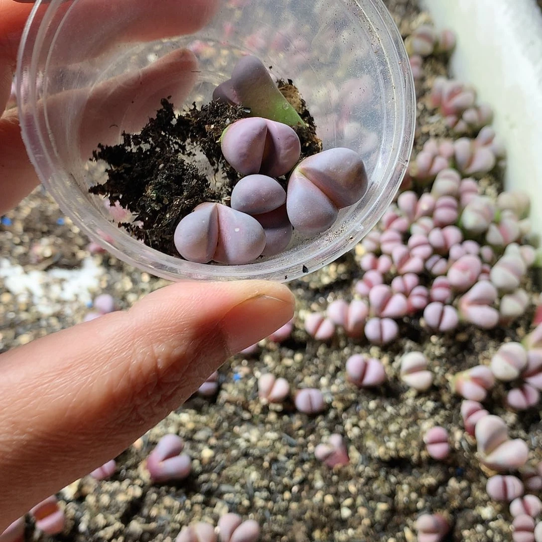 E****兔K368多肉植物保护