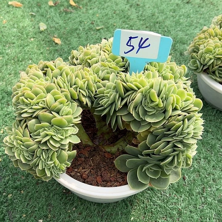 54星娜一个脱土多肉