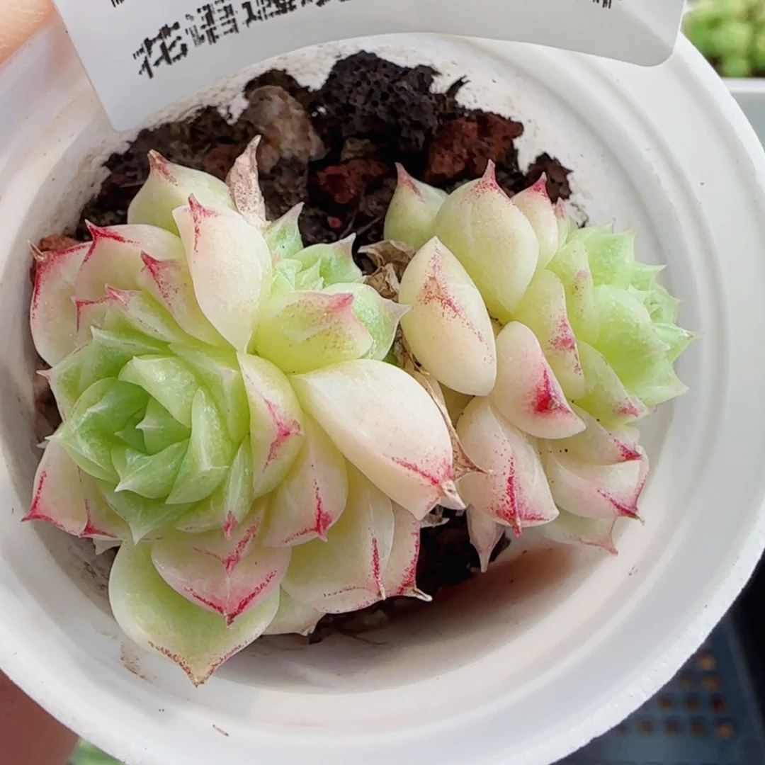 花语逸镜0707-99散