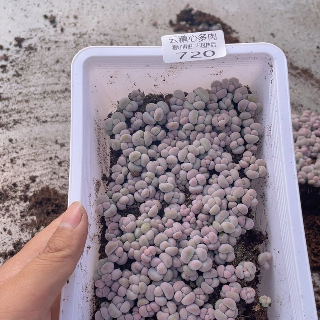 云糖心多肉植物720