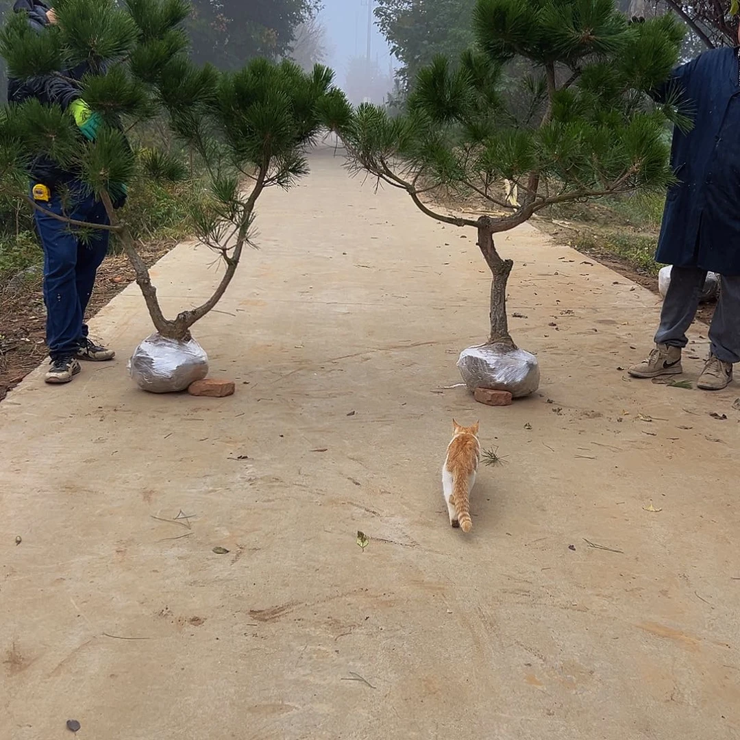 无花朵安**_8888888888