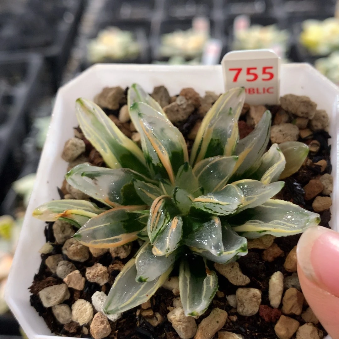 755西瓜变异十二卷