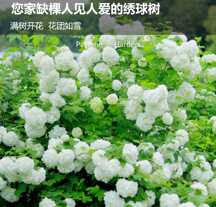 欧洲木绣球庭院花园盆栽花苗种植养护造景植物盆栽