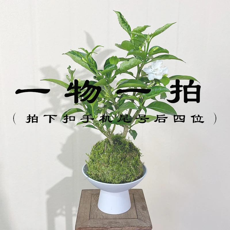 【一物一拍】苔藓桌面底盘专属链接