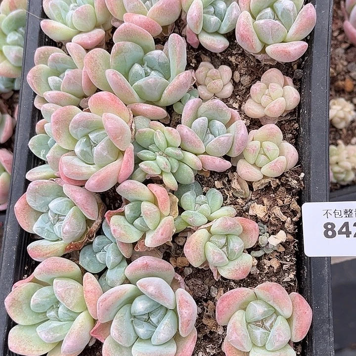 宝***麦阿雅园艺。      8426