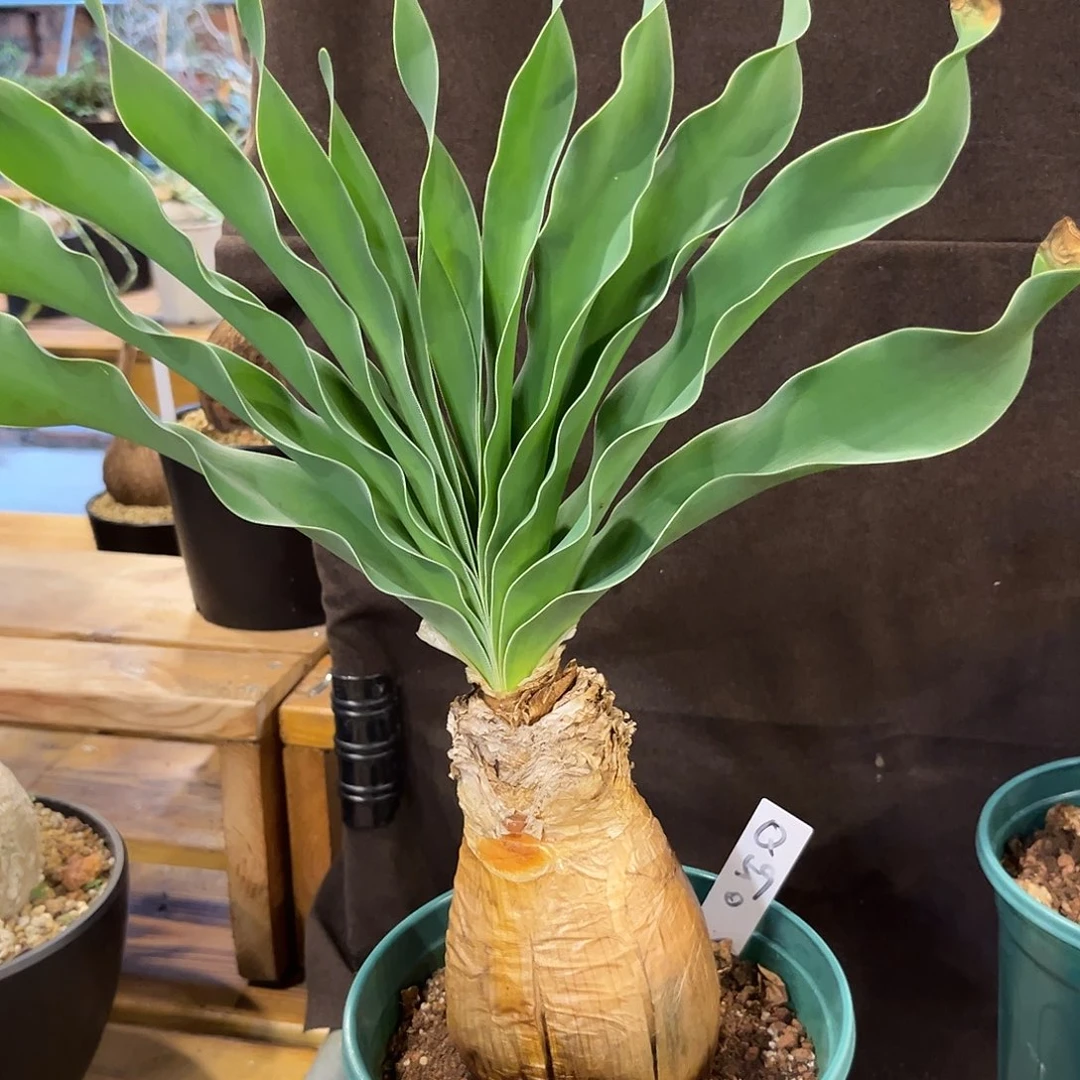 汤圆植物巨凤之卵Q59