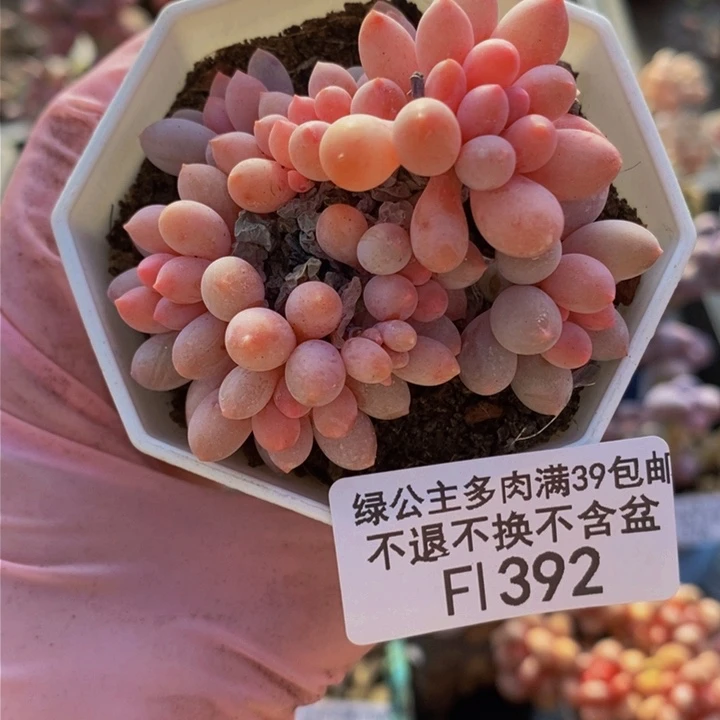 婴儿手指老桩6cm392多肉植物