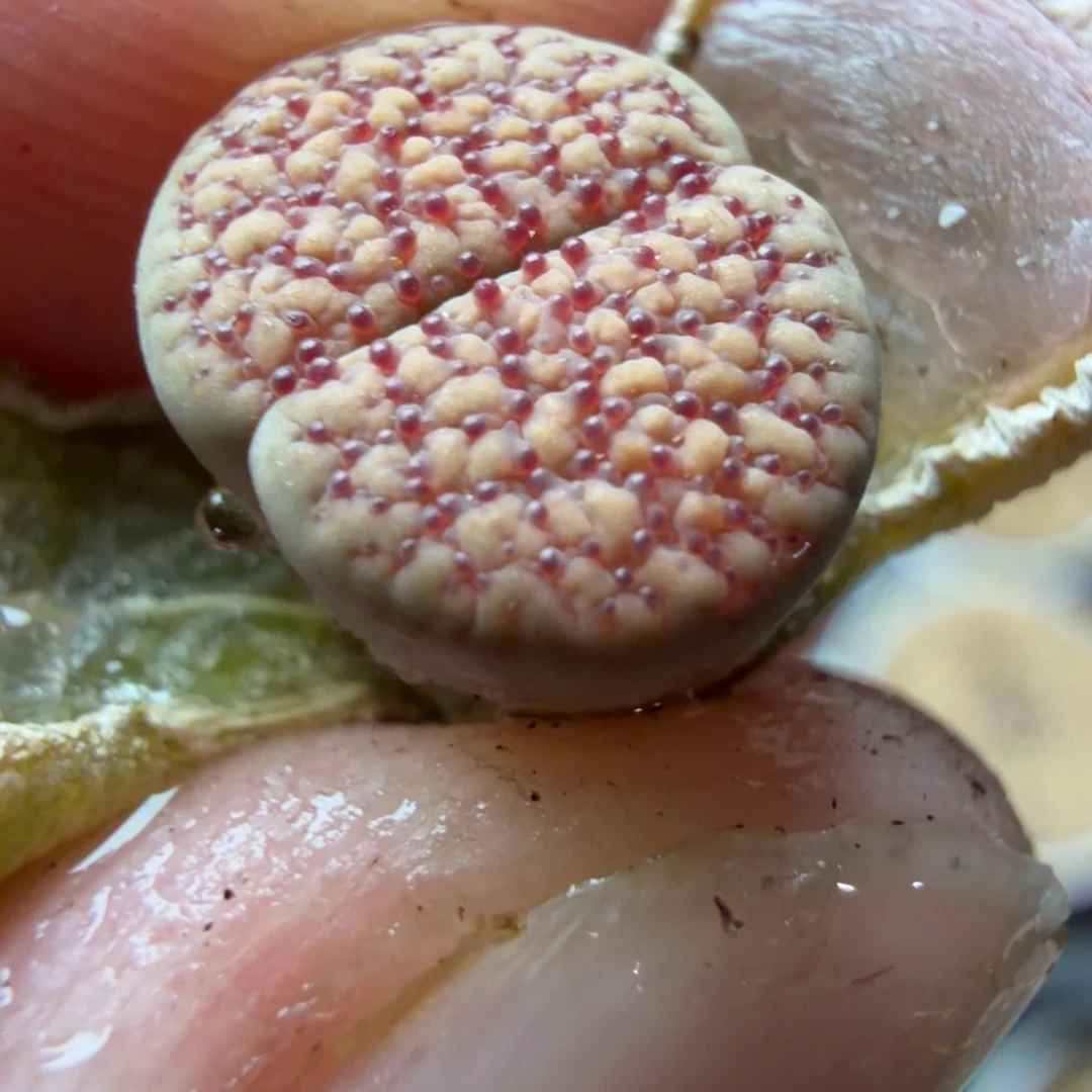 精品汗血宝马一颗