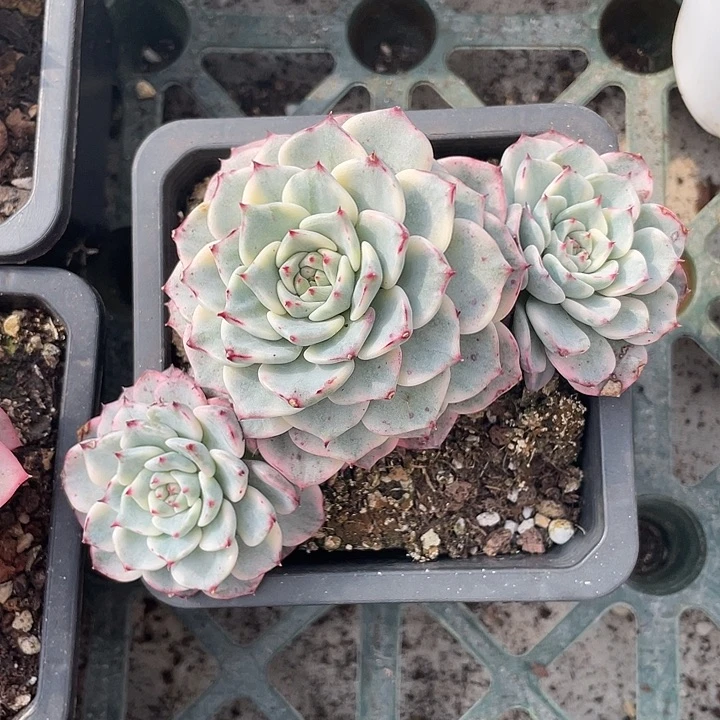 沙罗姬牡丹锦一物一拍锦龙