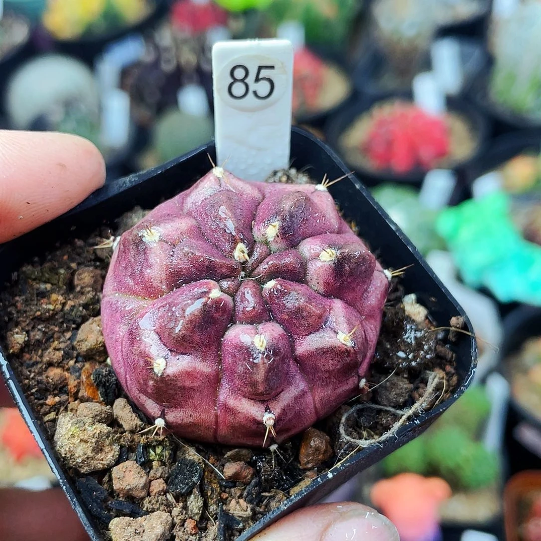 非偏远地区满25包邮仙人球