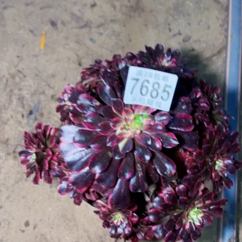 铜花顺多肉植物法师7685