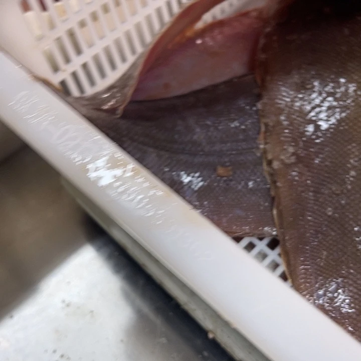 踏目鱼新鲜野生一斤以上