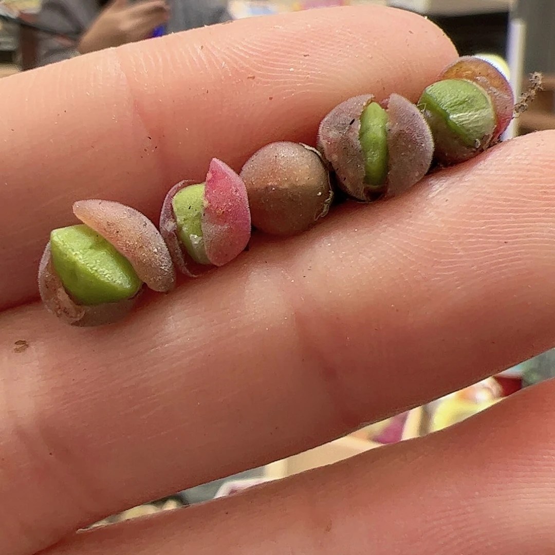 【闪购商品】160 空蝉x5