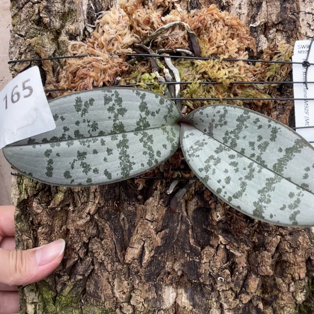 完全开放SWR M929-1165