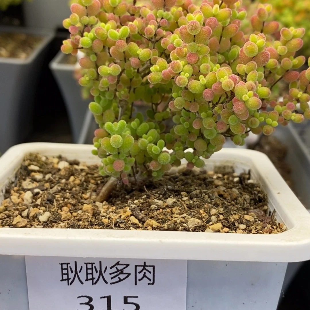 嗯*315号优选蜜橘糖球多肉