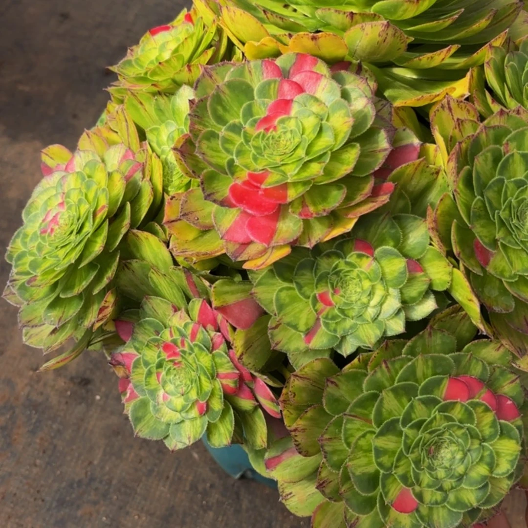 哈哈多肉葡萄福利160