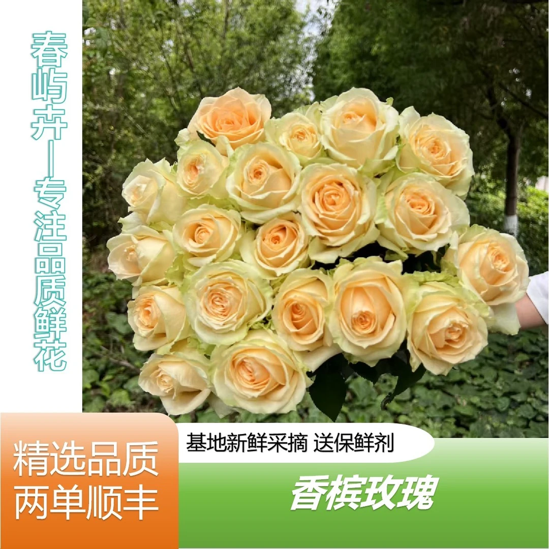 【香槟玫瑰 20支】云南鲜花基地直发 手捧花 鲜花任意两单顺丰包邮
