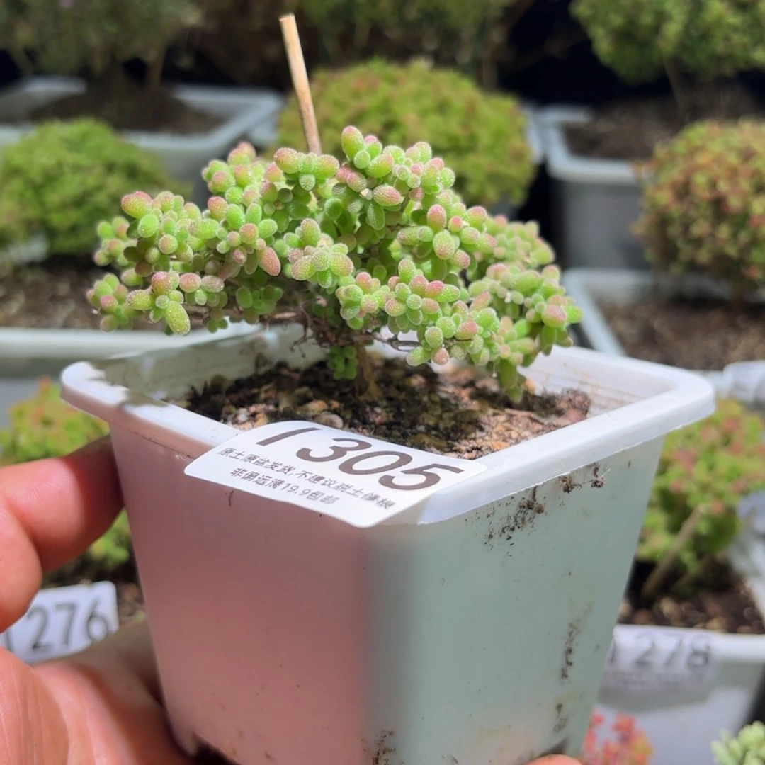 帅*生枝干番杏蜜橘糖球L305