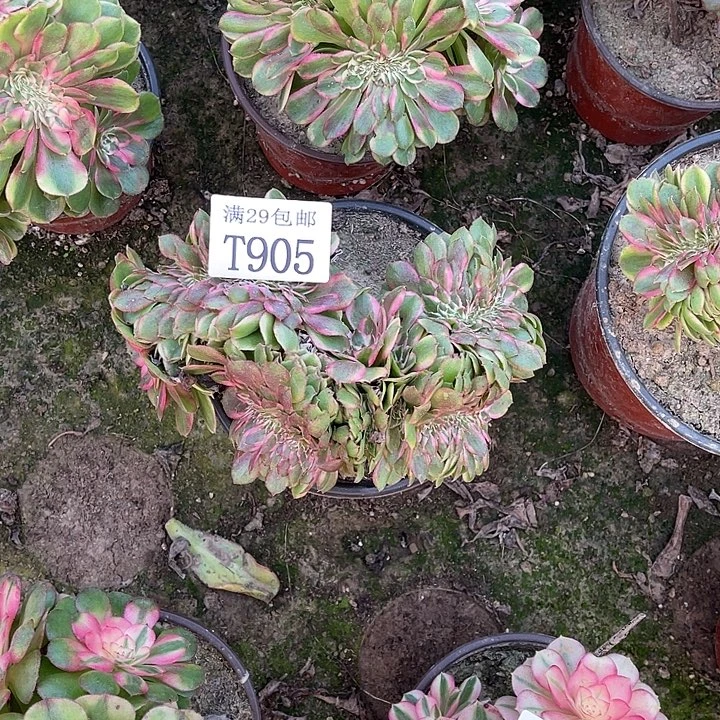 凌***开905荔枝缀   多肉植物