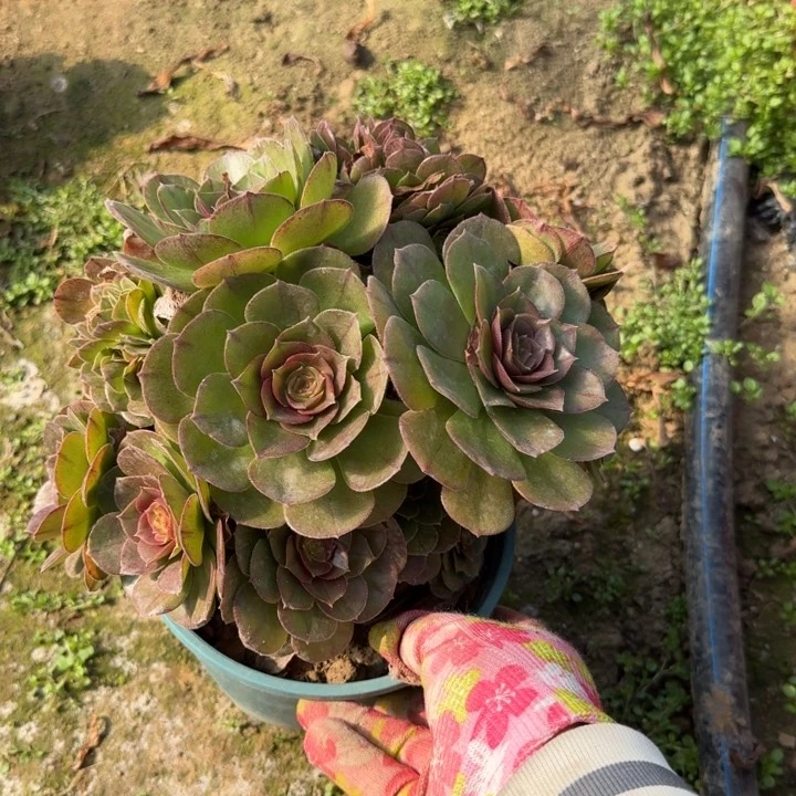 民****）253万缀化朵朵