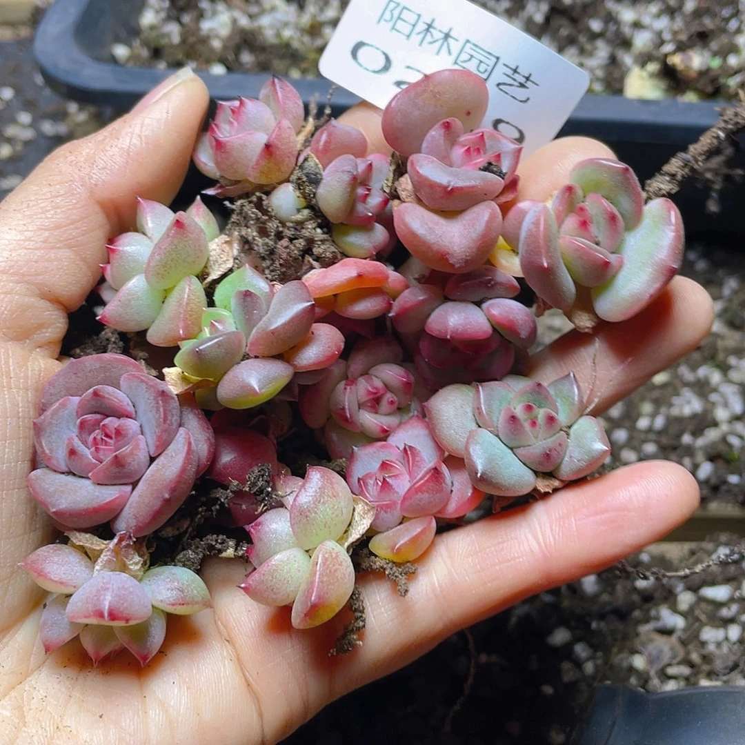 多肉植物多肉植物259