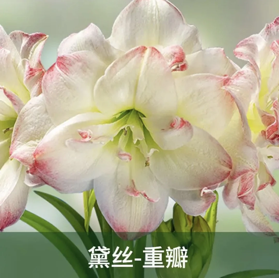 糖果黛丝）朱顶红种球4-5厘米【1颗】