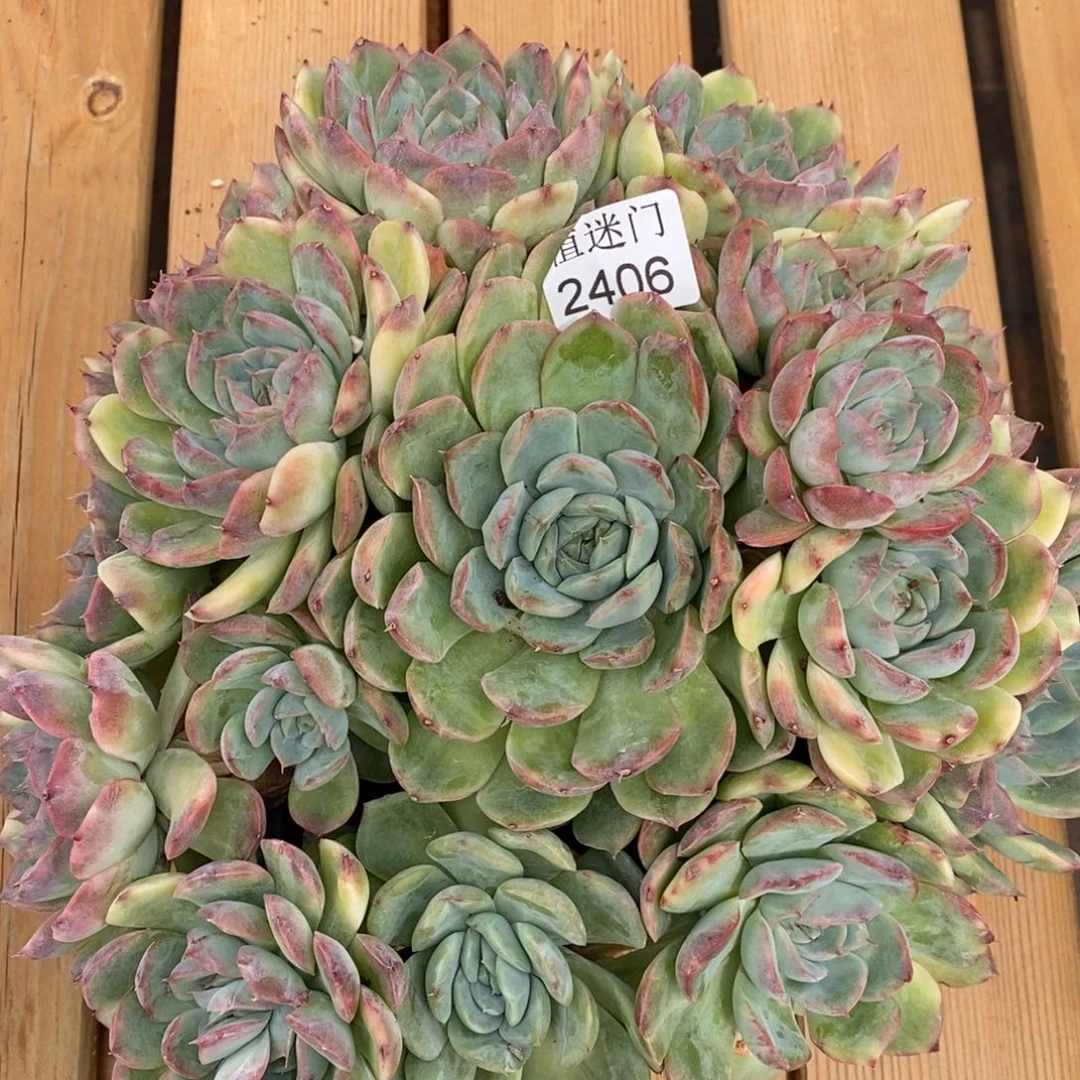 倾***8杂交精品多肉2406~25厘米