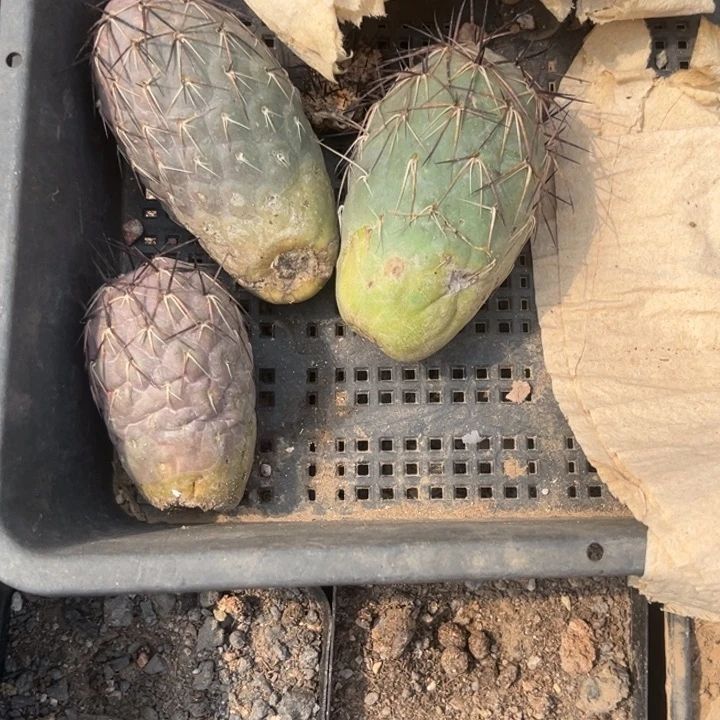 紫皮习志野狂刺仙人球瑕疵