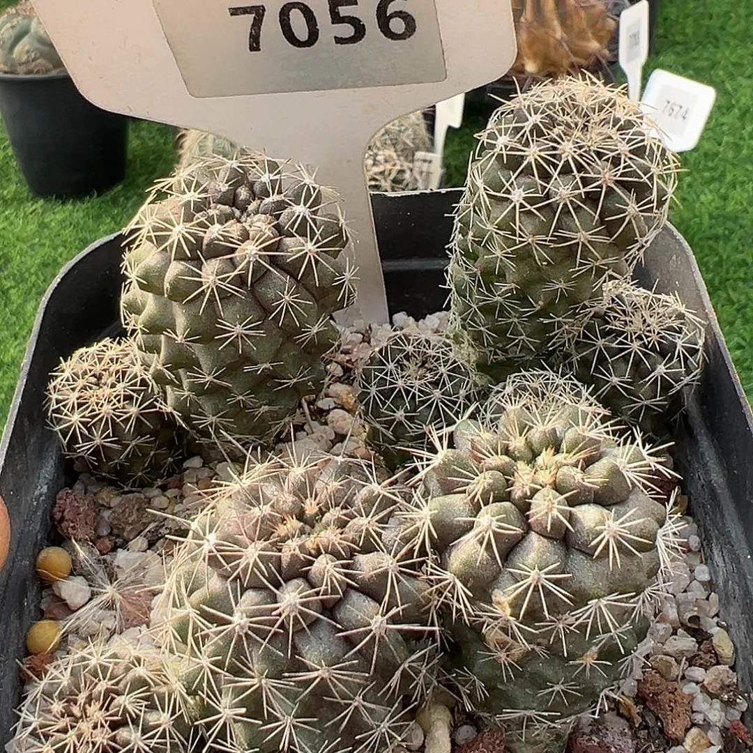 7059 龙爪一盆属 4 棵满 39 包邮非偏远地区