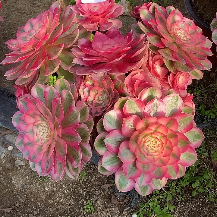 多肉倾城539多肉植物