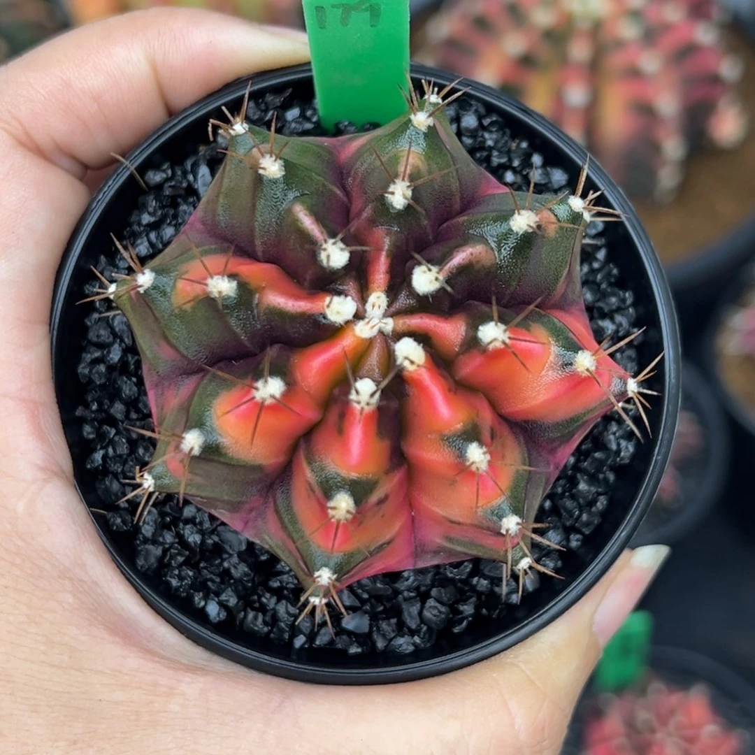 179泰系侧芽，带盆土发货