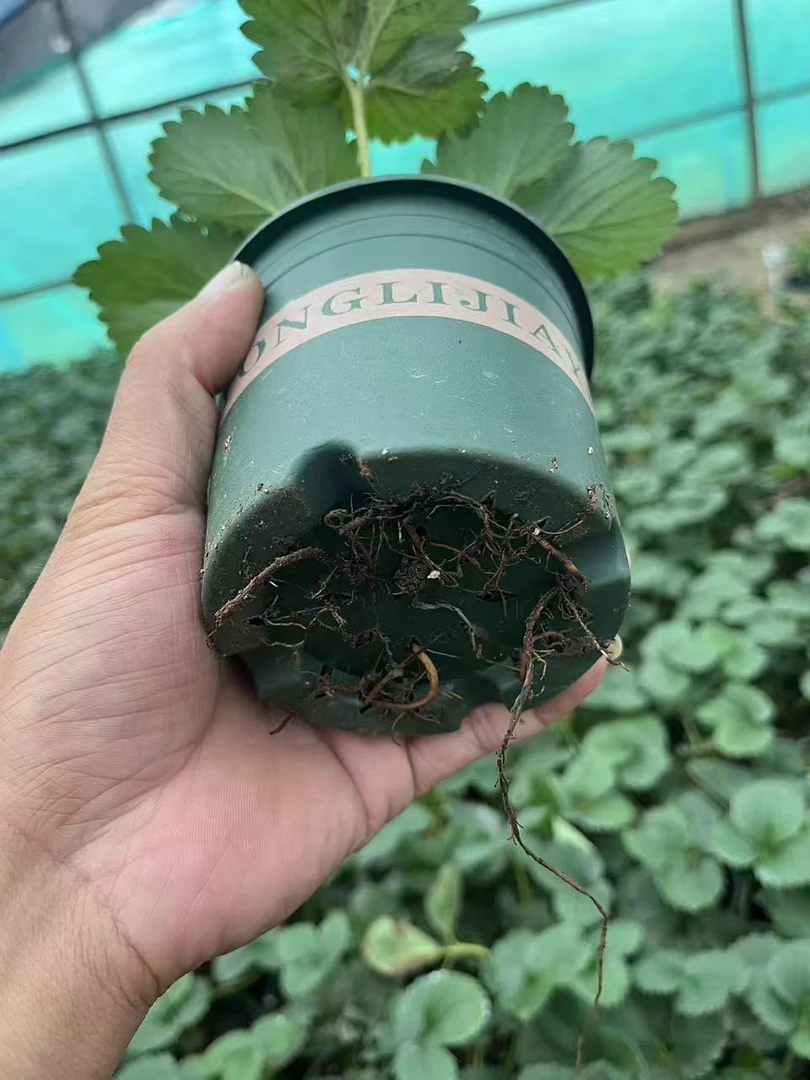 双色杯0.5加仑盆四季结果草莓苗快速开花产量高抗病