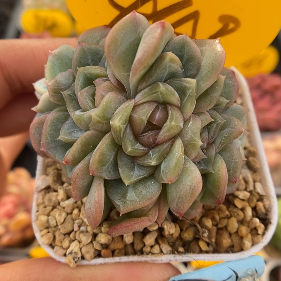 x103朵朵群生449号