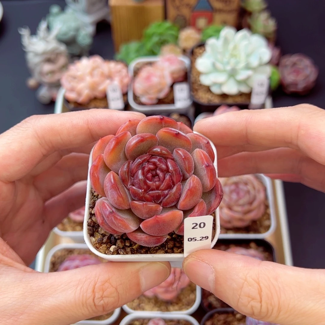 山***平红恋20、哈哈哈哈