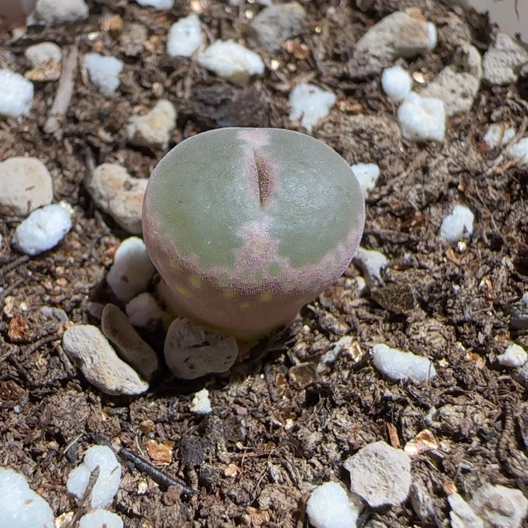 肉锥多肉植物组合-安格148