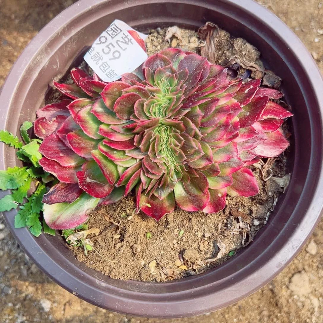 雨荷缀多肉植物959