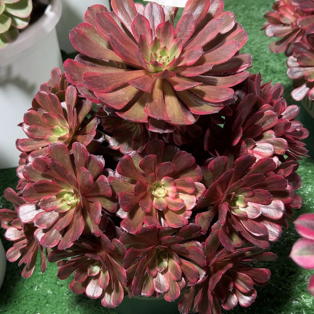 098十里红妆多肉法师