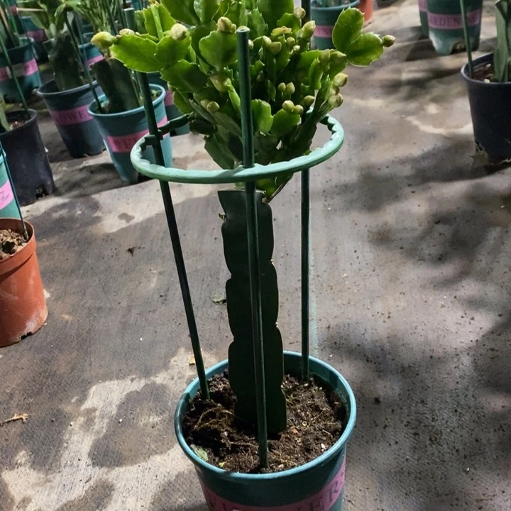 当前无花栽培后可以开花?***；355嫁接2285