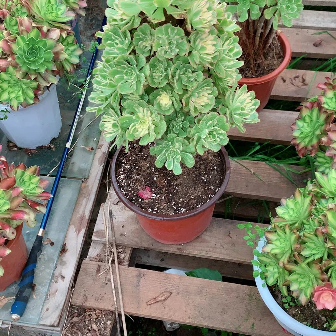 【闪购商品】二**姨艳日伞，多肉