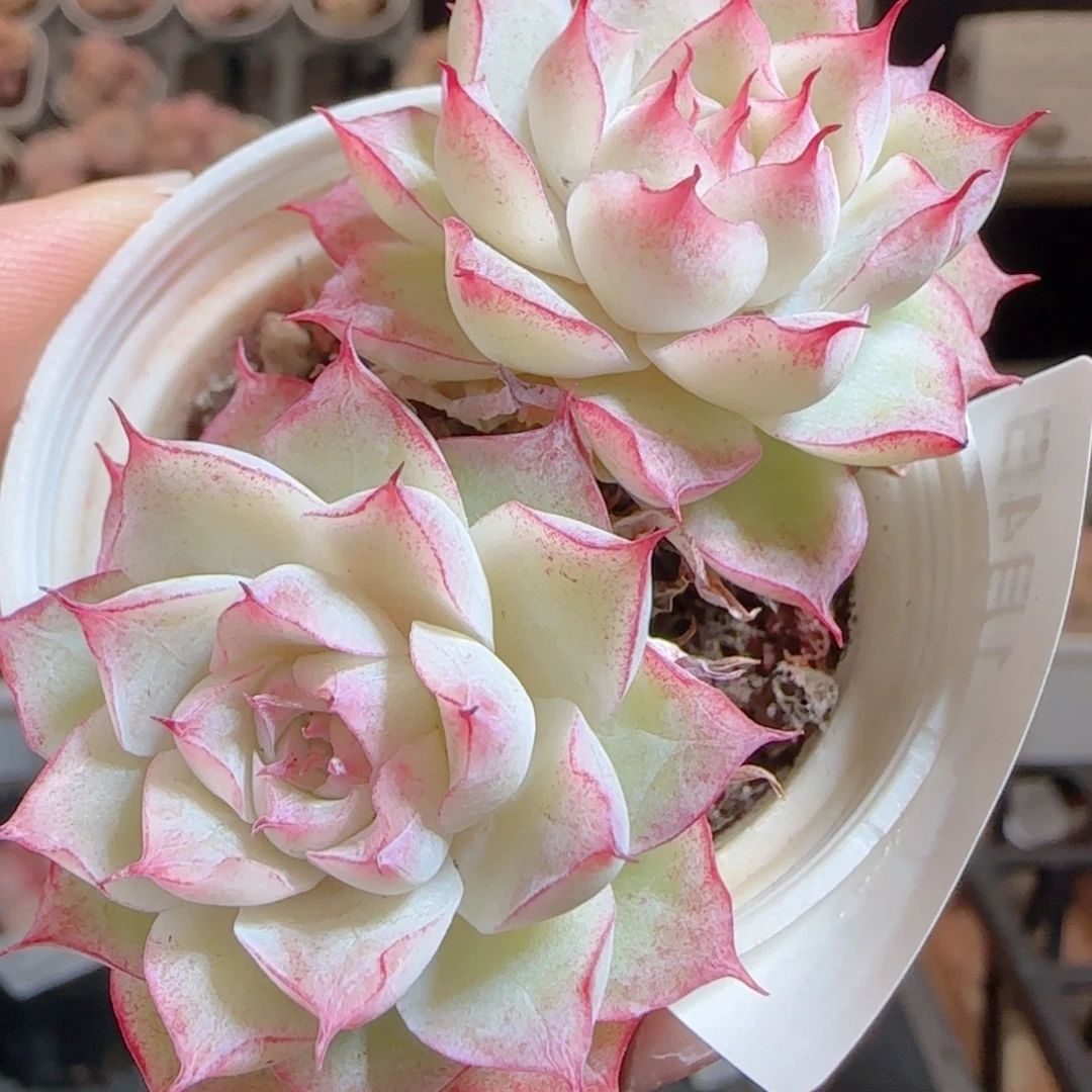 花语多肉0104-56散