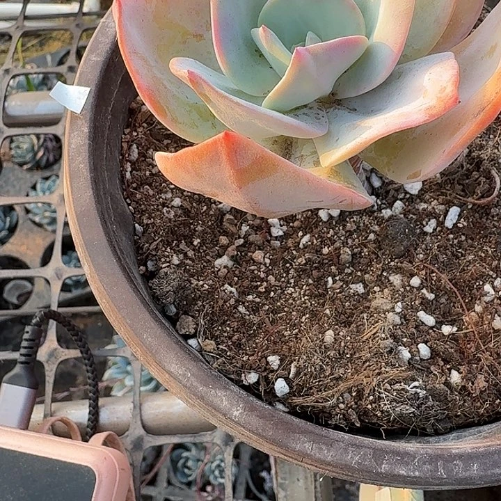 凌***海多肉植物一物一拍