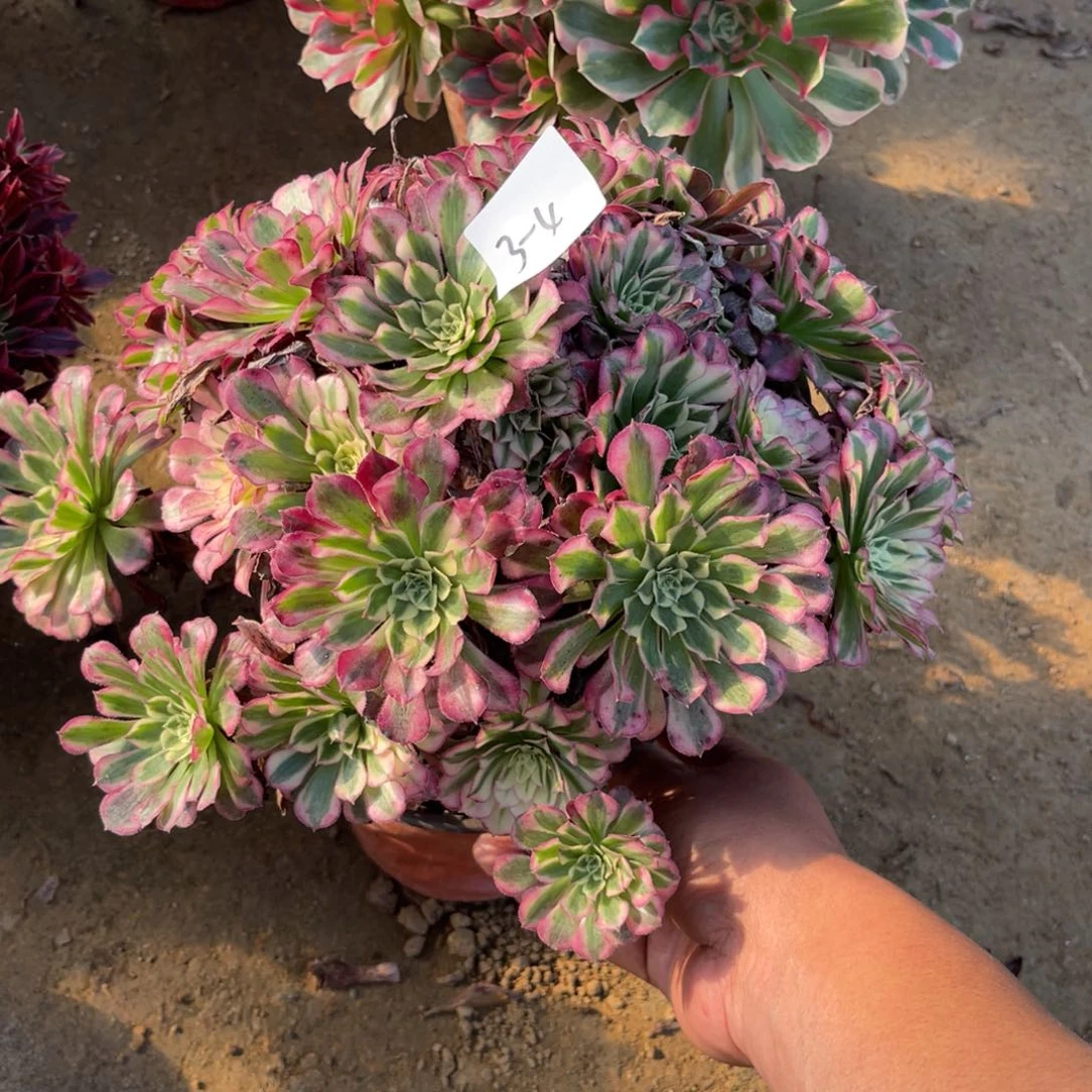 12-3-4红铜葫锦法师锦