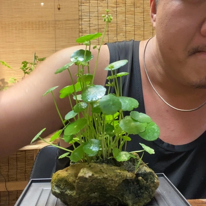 一物一拍所见即所得176