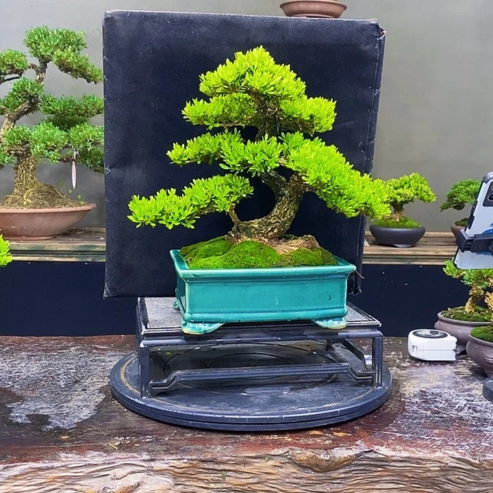无花朵M黄杨盆景四季常青