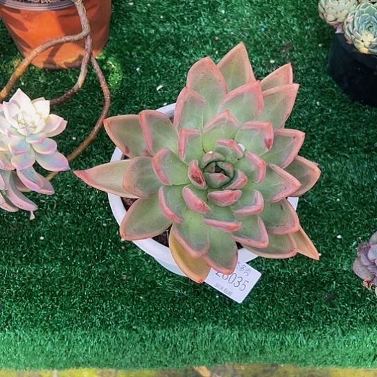 徽*⁶粉黛群28035