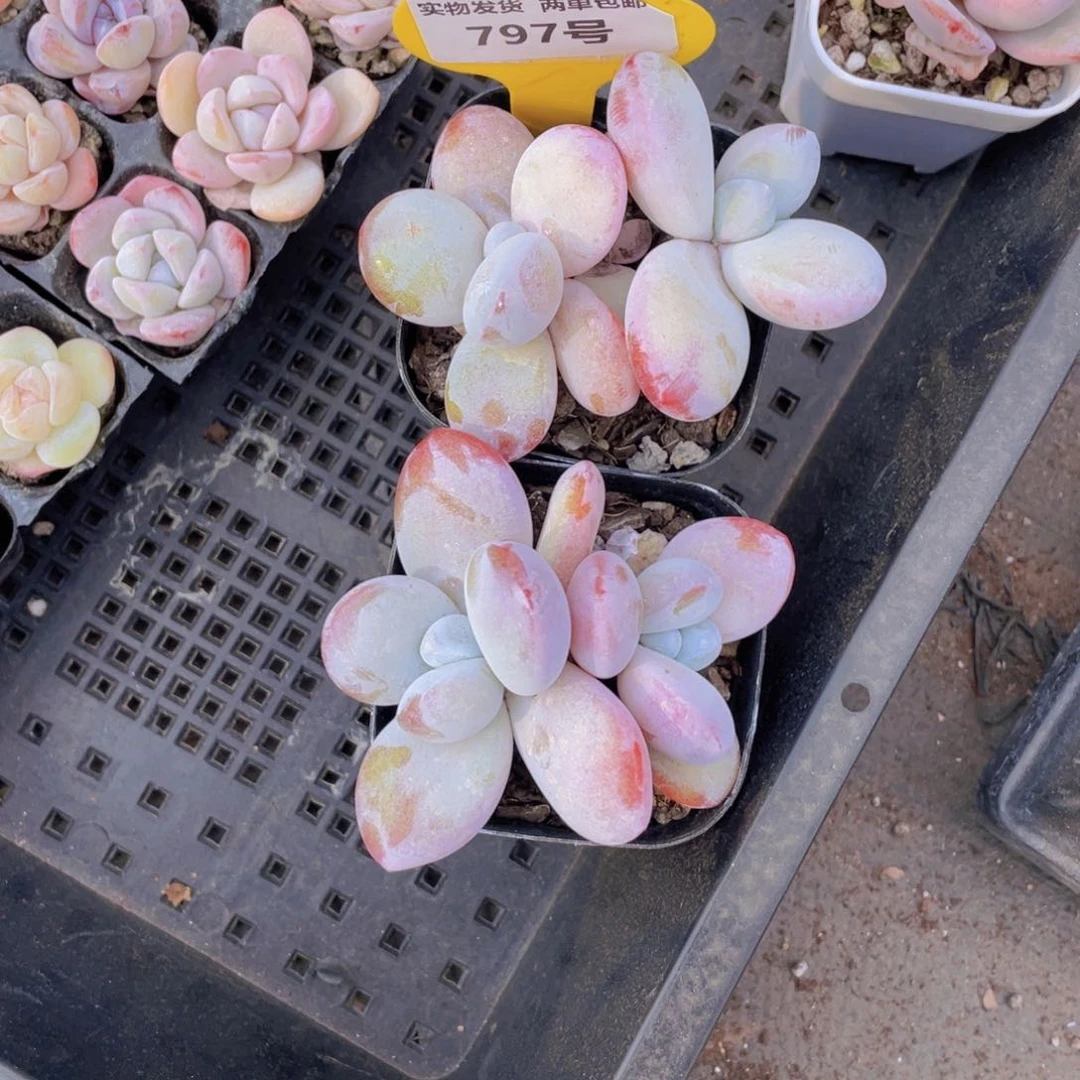 797号雪美人双头高腿一个