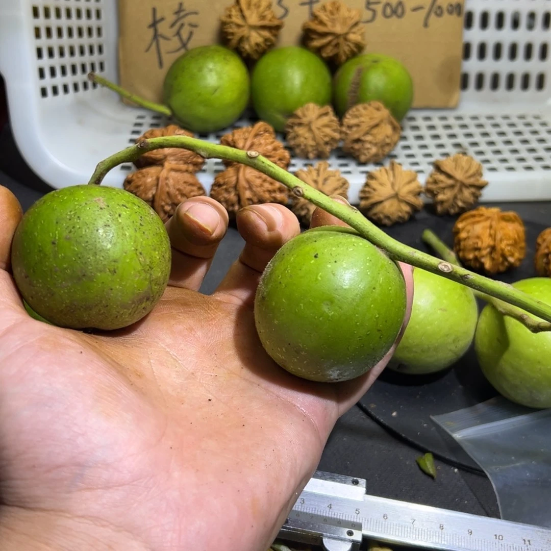 侯***玩文玩核桃把件青皮不退换