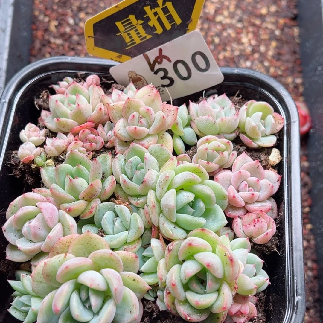 多肉植物多肉植物