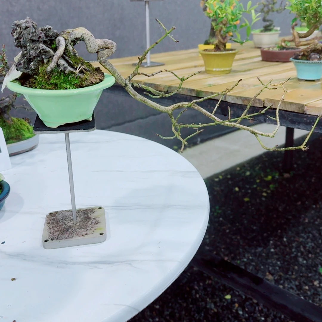 无花朵真弓888888